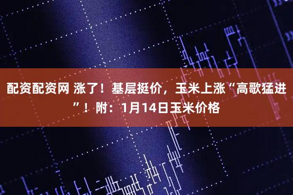 配资配资网 涨了！基层挺价，玉米上涨“高歌猛进”！附：1月14日玉米价格